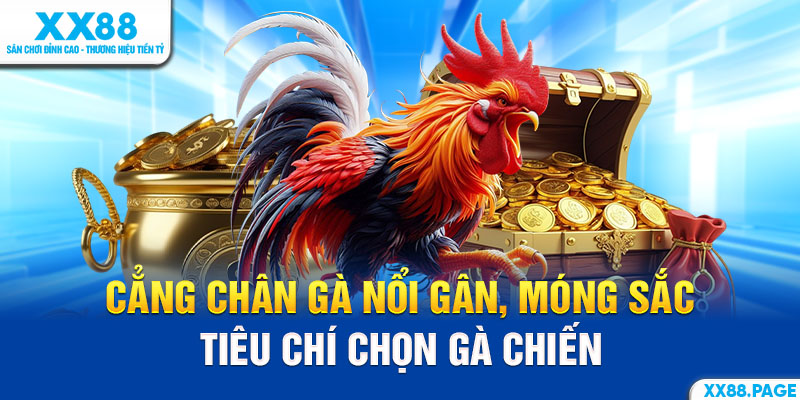 cách soi gà chiến cách xem cẳng chân