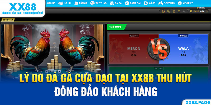 Lý do đá gà cựa dạo tại XX88 thu hút đông đảo khách hàng