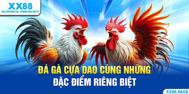 Đá gà cựa dao cùng những đặc điểm riêng biệt
